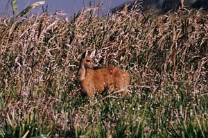 Ozotocerus bezoarticus