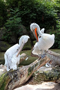 Pelecanus