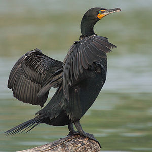 Phalacrocorax auritus