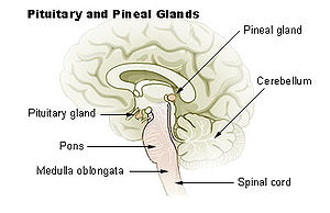 Pineal bez