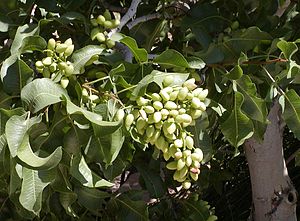 Pistacia vera