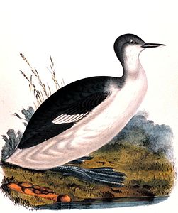 Podicipedidae