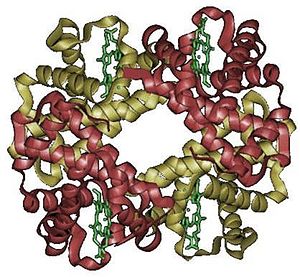 Protein listesi