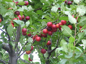 Prunus cerasifera