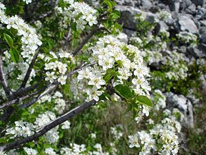 Prunus mahaleb