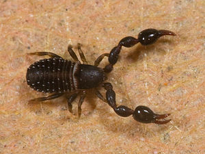 Pseudoscorpionida