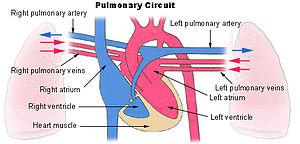 Pulmoner dolaşım