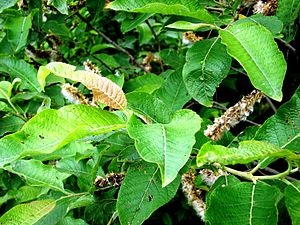 Salix caprea