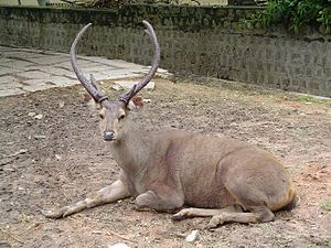 Sambar geyiği