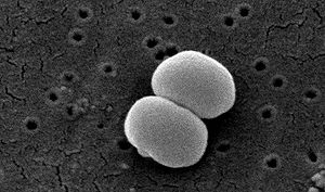 Staphylococcus epidermidis