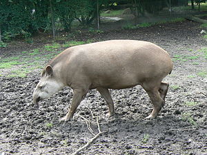 Tapirus terrestris