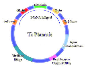 Ti plazmit