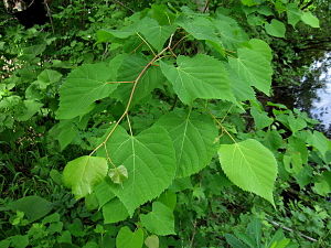 Tilia amurensis