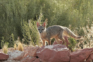 Vulpes macrotis