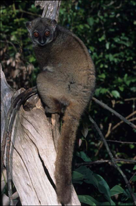 Çevik lemur