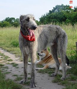 İrlanda kurt köpeği