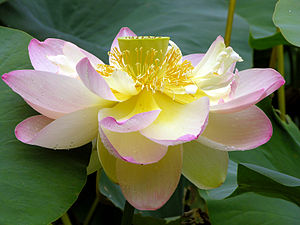 Nelumbo nucifera