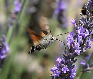 Sphingidae