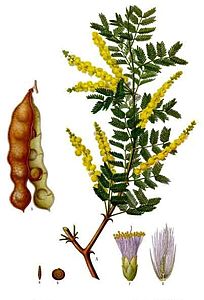 Acacia senegal