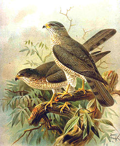 Accipiter brevipes