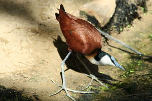 Actophilornis africana