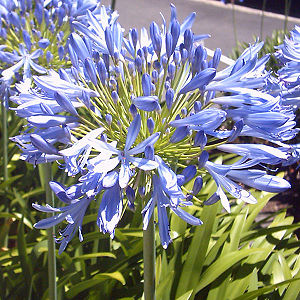 Agapanthus