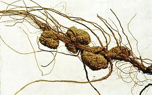 Agrobacterium tumefaciens