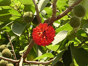 Moraceae