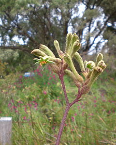 Anigozanthos