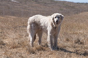 Akbaş (köpek)