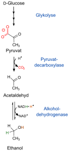 Alkol fermantasyonu