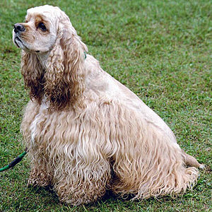 Amerikan Cocker Spaniel