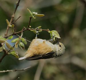 Anthoscopus