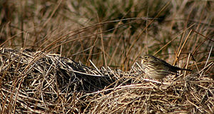 Anthus pratensis