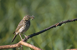 Anthus trivialis