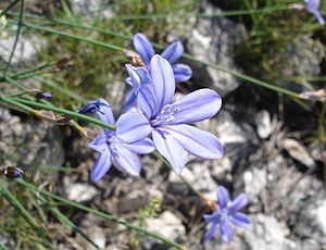 Aphyllanthaceae