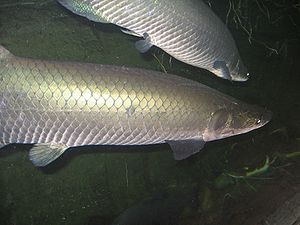 Arapaima gigas