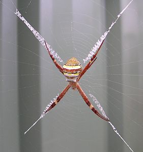 Argiope