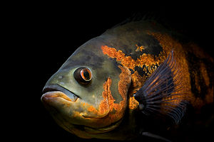 Astronotus ocellatus