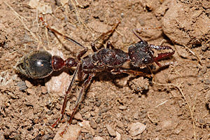 Myrmecia