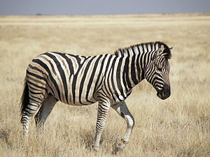 Bayağı zebra