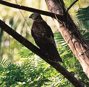 Accipiter rufitorques