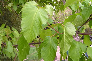 Acer tataricum