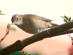 Acrocephalus dumetorum