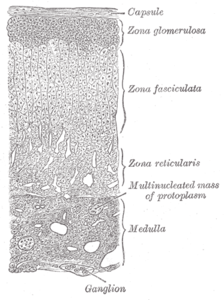 Adrenal bez