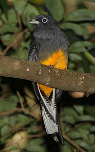 Ak kuyruklu trogon