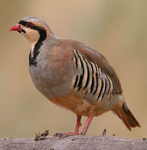 Alectoris chukar