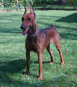 Alman Pinscher