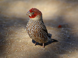 Amadina erythrocephala