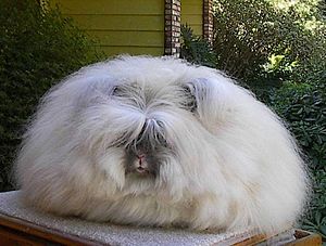 Angora tavşanı